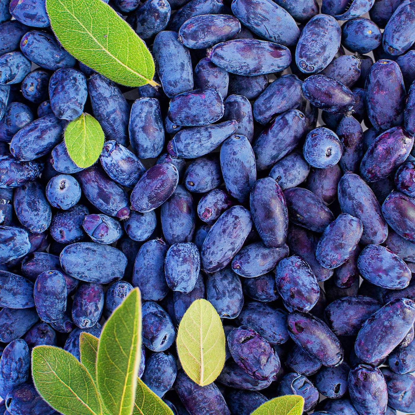 HASKAPA ORGANIC SUPERFOOD BERRY POWDER